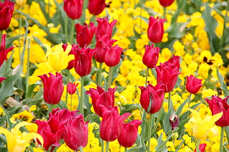 tulipanes, Holanda, flores, Holandés, campos de tulipanes, borde dentado, Tulip