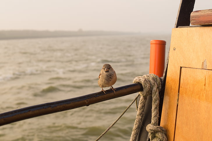 sparrow, sea, boat, line, sitting, bird, animal