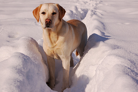 ลาบราดอร์สีเหลือง, โกลเด้น, หิมะ, สัตว์เลี้ยง, ภายในประเทศ, สุนัข, ฤดูหนาว
