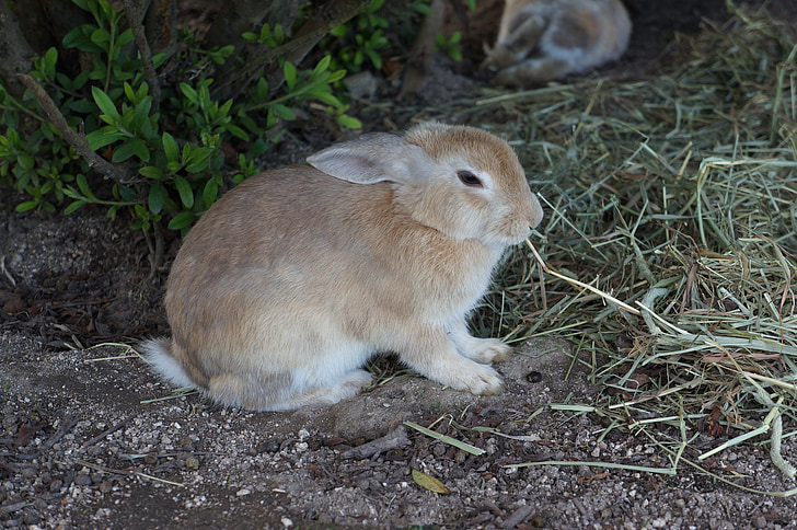 кролик, Ōkunoshima, Хіросіма, дикі, дрібних тварин