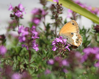 sommerfugl, offentlige post, insekt, Butterfly - insekt, natur, blomst, dyr