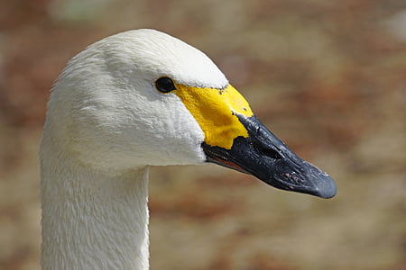 Swan, Tundra swan, Straka, kačica vták, Vodné vták, hydina, vôd