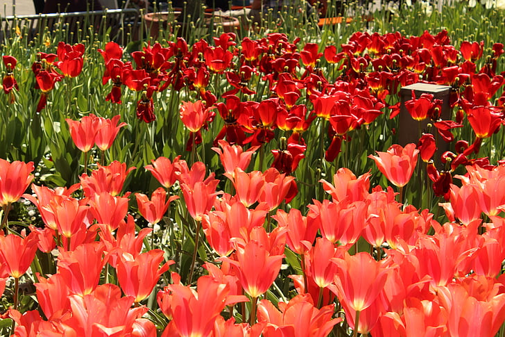 tulips, red, tulip sea, flowers, spring, blossom, bloom