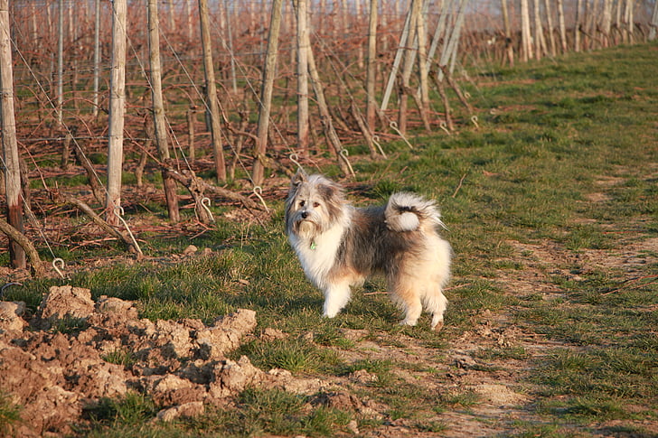 koira, kenttä, ulkona, Vineyard, villieläimet, eläinten wildlife, eläinten