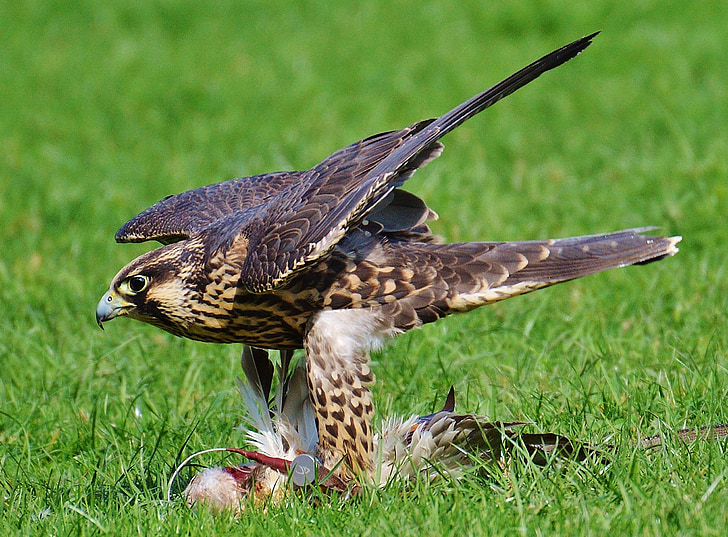 Falcon, Wildpark: poing, saagiks, juurdepääs, Raptor, metsloom, Feather