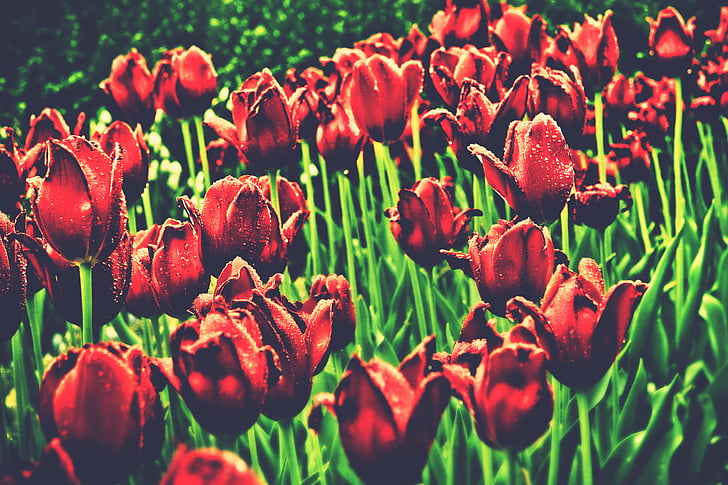 Hoa, Hoa, màu xanh lá cây, Thiên nhiên, màu đỏ, Tulip, Hoa tulip