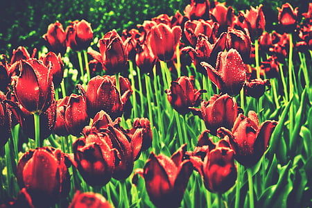 flor, flors, verd, natura, vermell, Tulipa, tulipes
