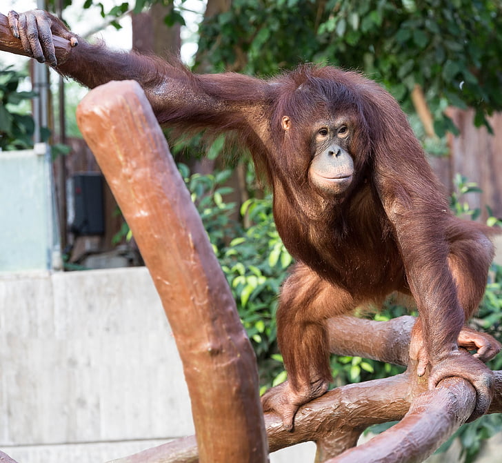 Orang-utan, mono, Krefeld, Parque zoológico, bosque humano