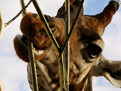 jirafa, África, comer, Parque zoológico, trasluchada largo