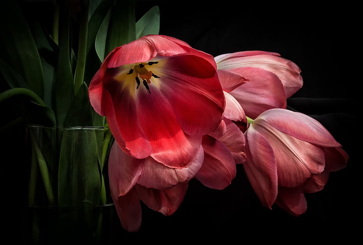 tulips, red, flowers, flower, petal, black background, flower head