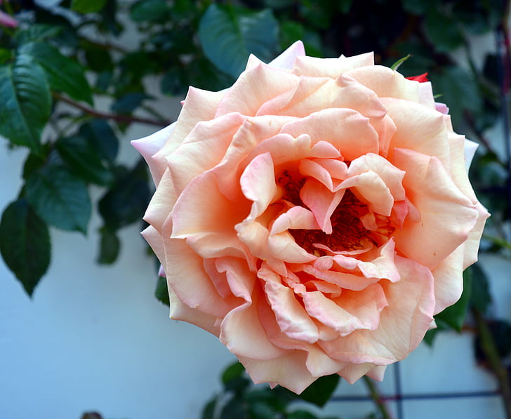 Rózsa, hegymászás Rózsa, kert, Bloom, Blossom, illat, virág
