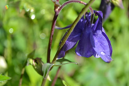 columbine, aquilegia, flower, purple, wild, close-up, nature