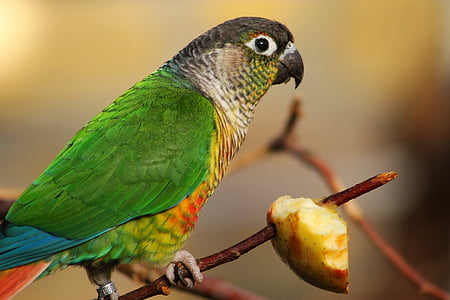 bird, parrot, feeding, color, feather, food, madárféle