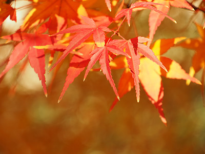 folhas de outonais, Maples, Maple, Outono, madeira