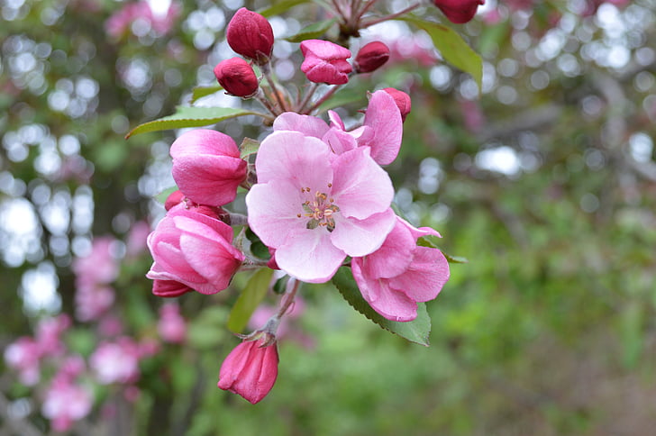 cherry, pink, bunch of flowers, buds, shoots, branches, trees