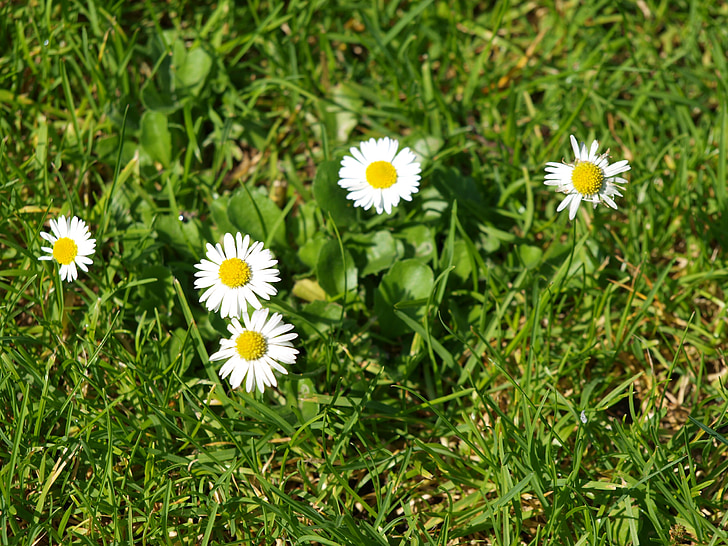 daisy, meadow, garden, flower meadow, wildflowers, white, flowers