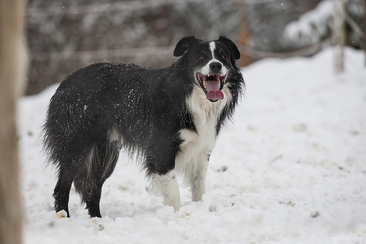 pes, Border kolie, sníh, černá, bílá, fena, ovčácký pes