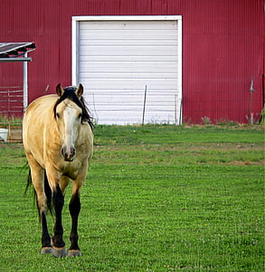 cavalo, celeiro, pasto, fazenda, rancho, animal, país