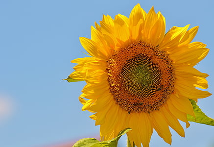 Sun flower, con ong, mùa hè, Sân vườn, Blossom, nở hoa, màu vàng
