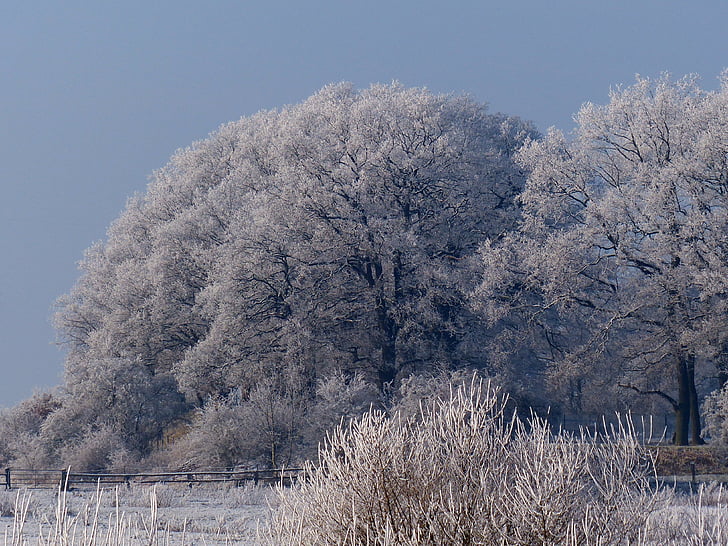 nature, winter, wintry, winter cold, tree, frost, winter trees