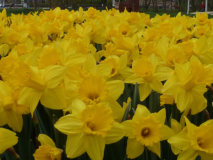 flor, Narciso, amarelo, Primavera