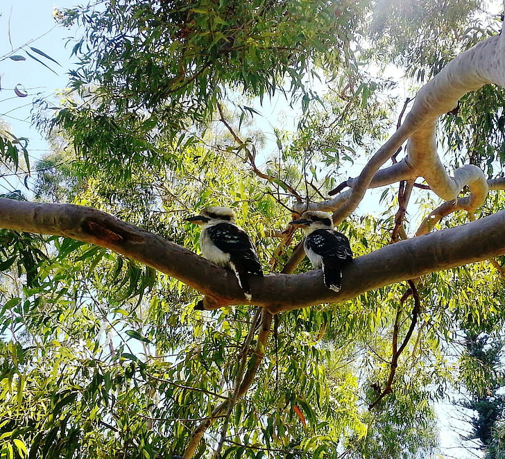 kookaburras, Austrálsky, vtáky, Austrálsky rodák vták, voľne žijúcich živočíchov, Aussie, natívne