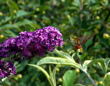 burung-hantu Hummel, kupu-kupu, burung hantu, serangga, diurnal, ngengat, musim panas ungu