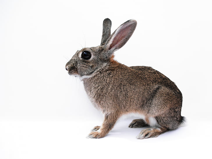 кролик, заєць, Симпатичний, ізольовані, білий, фоновому режимі, тварини