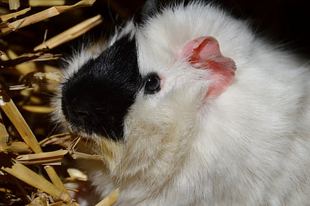 Guinea pig, bianco e nero, pelliccia, roditore, carina, animale domestico