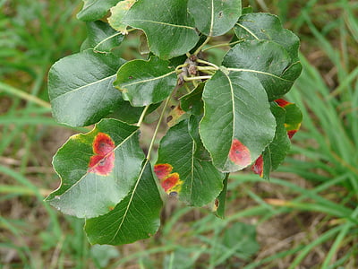 Birnbaum lehdet, päärynä, tauti, tartuntoja, sairas, gymnosporangium fuscum, gymnosporangium sabinae