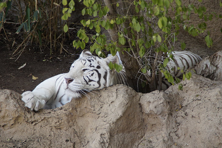 Tiger, hvit tiger, Sumatratigeren, rovdyr, katten, villkatt, stor katt