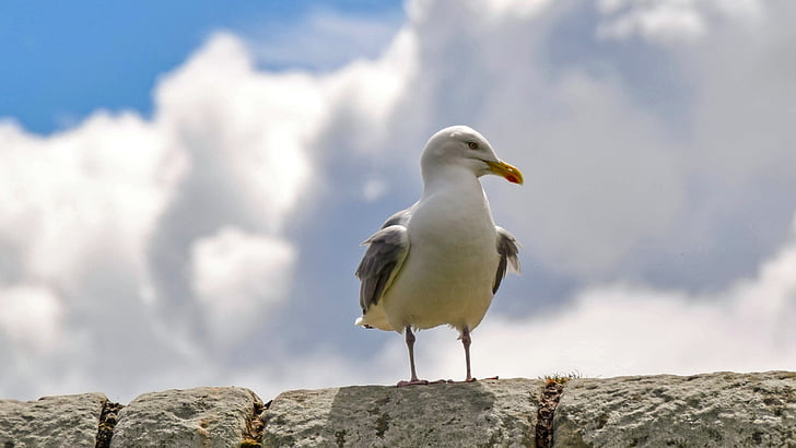 scotland, st andrews, seagull, sit, sky, clouds, wall