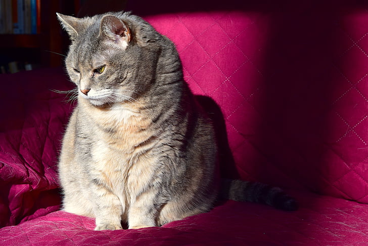 кошка, Солнечный свет, мягкий уголок, животное, внутренние, кошачьи, домашнее животное
