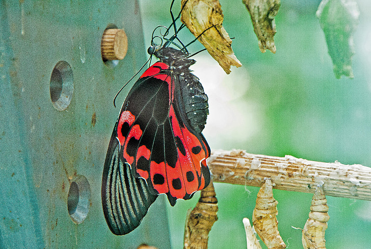 motýl, čerstvě vylíhnutá, Wilhelma, Stuttgart, Německo, Příroda, zvíře