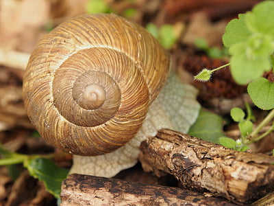 snail, shell, reptile, slowly, forest, animal, nature