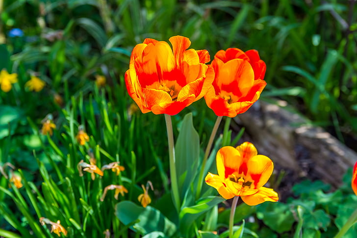 Tulip, blomster, forår, farve, natur, gul, rød
