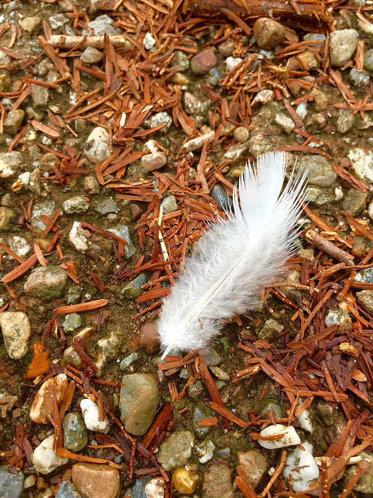 White feather, angel's wings, tegn
