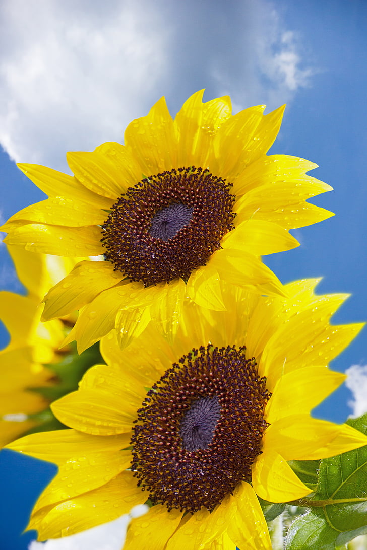 sunflower, flower, air, clouds, background, blue sky, heaven