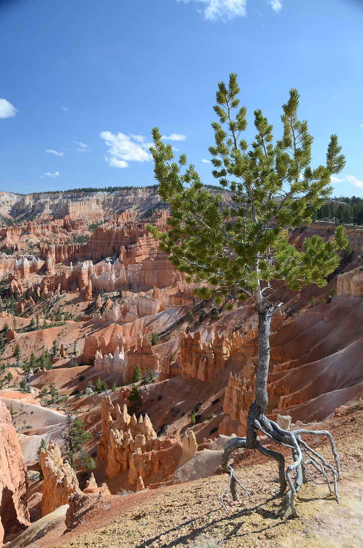 fa, Bryce canyon, Bryce canyon nemzeti park, táj, festői, táj, magányos fa