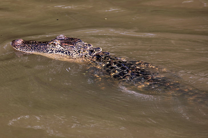 cá sấu, đầm lầy, Bayou, động vật, cá sấu, Louisiana, động vật hoang dã