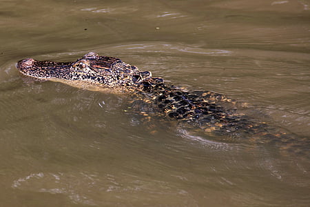 aligátor, mocsár, Bayou, állat, krokodil, Louisiana, vadon élő állatok