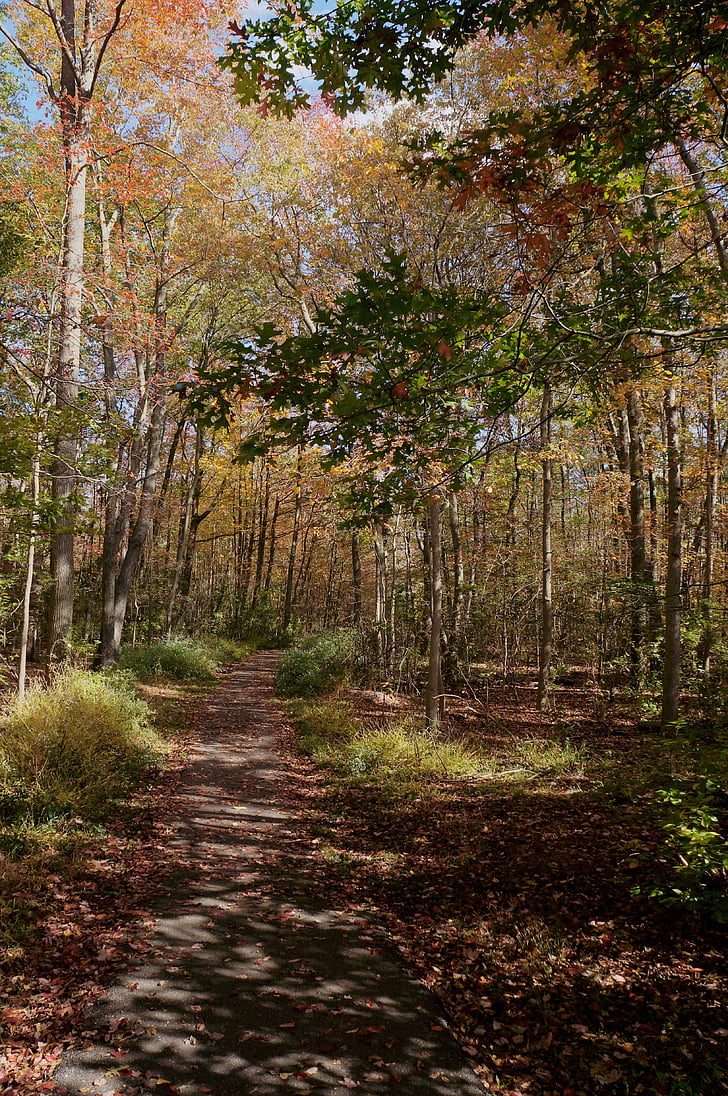 sendero, caída, hojas, follaje, senderismo, otoño, naturaleza