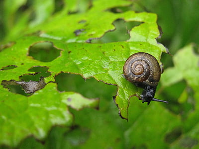 arianta arbustorum, snail eating plant, garden pest, helicidae, snail, animal, mollusc