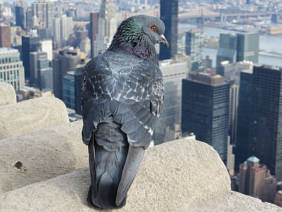 město, pták, Panorama, budovy, New york, mrakodrapy, Empire state building