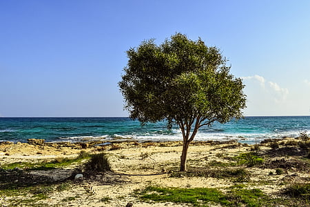 drvo, plaža, more, krajolik, priroda, sama, izolirani