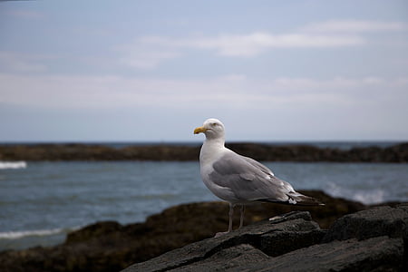 animals, beak, bird, coast, ocean, seagull, seaside