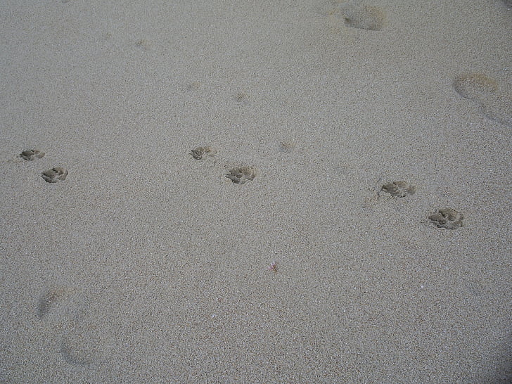 ślady psów, Plaża, piasek, poza