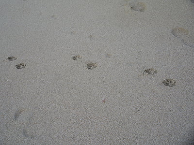собака треки, пляж, песок, за пределами