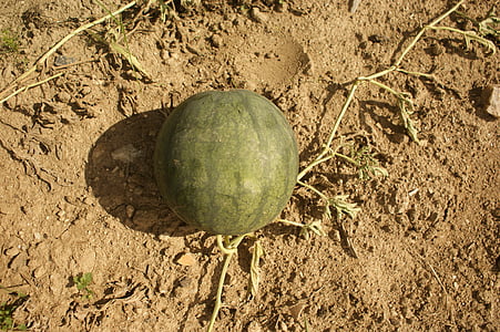 melón, Orchard, ovocie