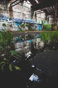 reflectie, muur, water, donker, groen, plant, gras
